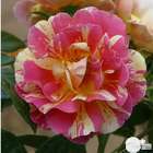 Rosier buisson 'Rose des Peintres' : pot de 4,5 litres